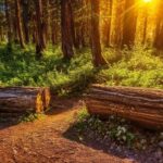 Photo Oxidative Stress